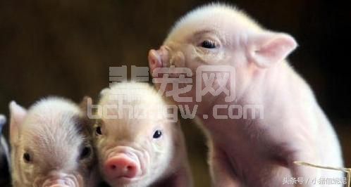 猪感冒了？试试这十五个中药配方，不仅无副作用，还药到病除！