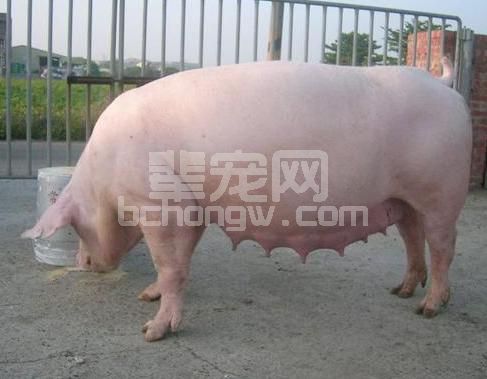 养猪这么多年，什么才是真正的对症治疗，你知道么