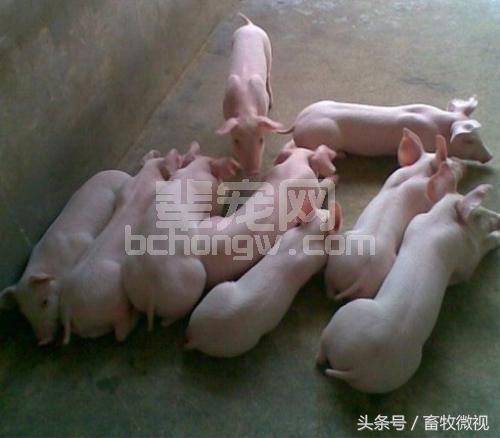 如何解决冬季仔猪冷应激性腹泻问题？