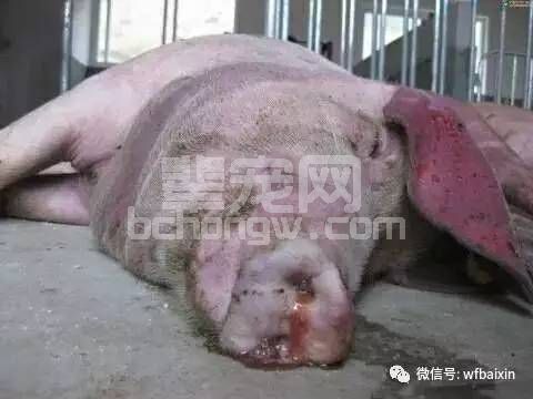 猪莫名其妙死亡到底怎么回事？？？