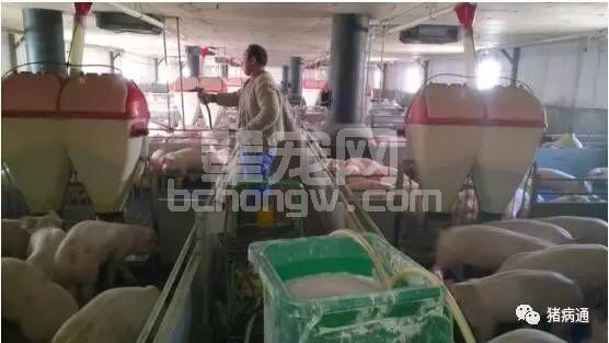 猪场消毒5大误区，您遇到过吗？