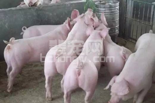 冬季母猪便秘的预防及治疗方法