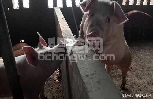 如何在种猪“后宫佳丽三千”中把最好的母猪选择出来?