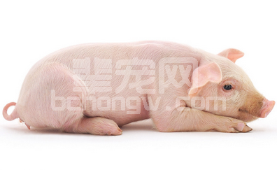 介绍几个易混淆的猪病 避免误判误治造成大危害