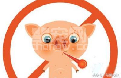 给猪治病有很多忌讳，这些事情一定不要做！