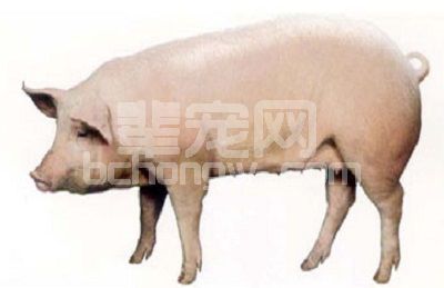 不用B超！三十天左右鉴别出母猪是否怀孕......