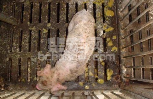 养猪日记之“今冬腹泻病，你在害怕什么”