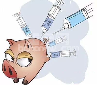头疼的五号病！口蹄疫疫苗与免疫次数如何选择？