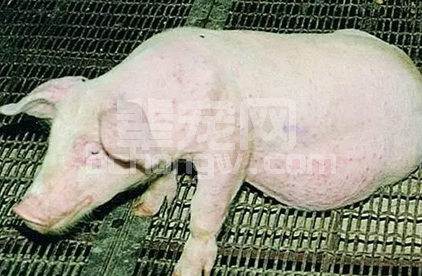 猪场屡禁不止的喘气病，你得这样防！