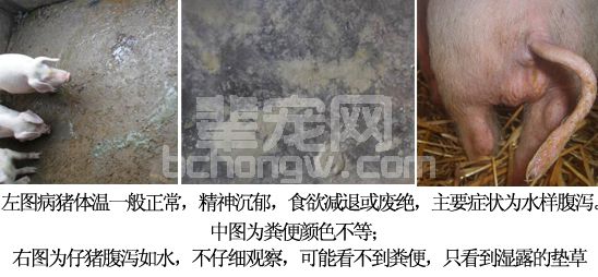 从临床症状、剖检变化诊断猪病毒性腹泻