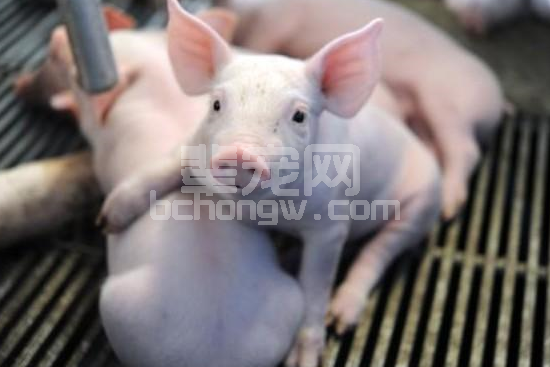 从三方面分析仔猪咬尾原因及其对策