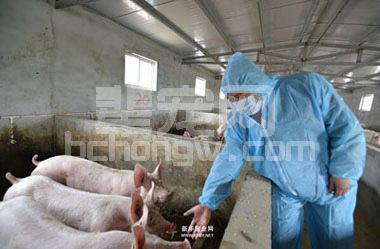 猪病防治难的原因及解决方案