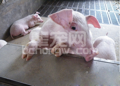 主要以发烧为主的几种猪病防治
