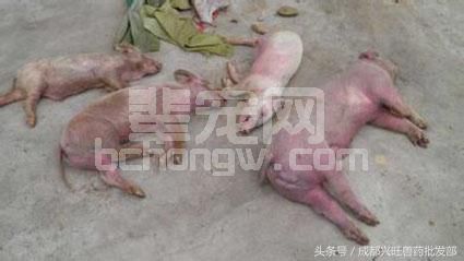 养猪，有哪几种疾病是以发烧为主的