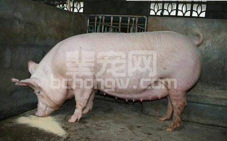 母猪血尿的原因分析及治疗方案