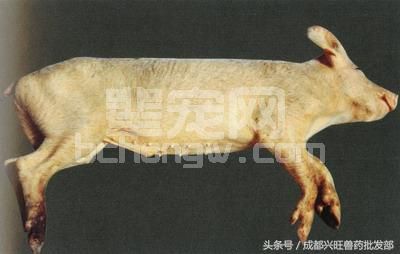 猪黄疸、呕吐可能是发生黄曲霉毒素中毒