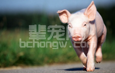 冬季猪腹泻的临床症状以及几种防治办法 见效快