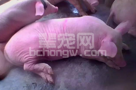 猪4类常见疾病一针见血教你怎样治疗，只学会这，你可就厉害了！