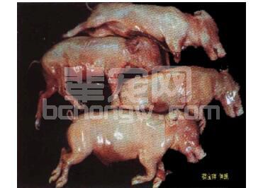 通过“死胎”形状 鉴别诊断母猪发生死胎原因