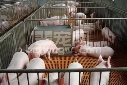 冬季养猪易发的消化系统疾病有哪些？