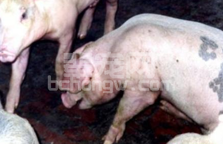 养殖场仔猪常见的几种“咳嗽”病的辨别方法