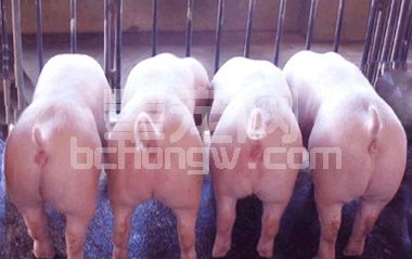 冬季养猪须预防关节炎