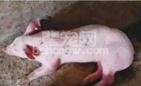 教你如何发现猪群中的病弱猪（老兽医的经验）