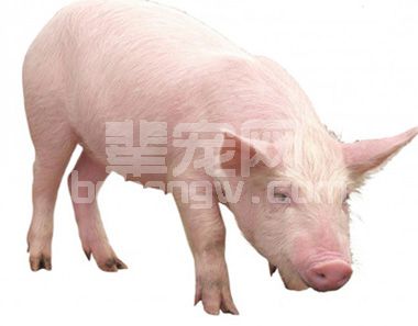 猪消化不良症状的治疗办法，小猪消化不良消化障碍
