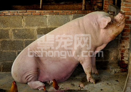 猪突然站不起来了，找准原因再治疗！