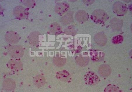 猪丹毒合并附红体感染的诊治体会