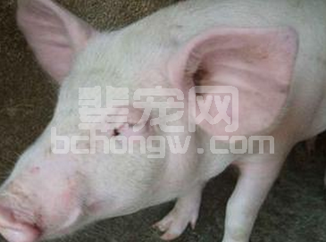 初冬季节如何严防仔猪水肿病发生？
