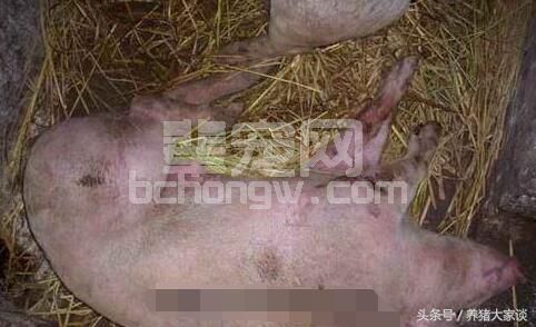 养猪人遇到这种事！可要注意了！