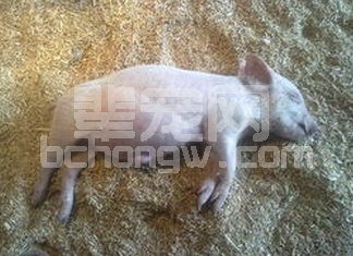 知道这几招再也不怕猪胀气！