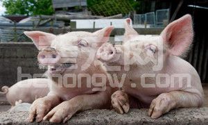 猪感冒与猪流感是两码事，如何辨别？如何防治？
