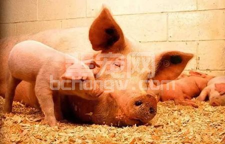 4种经产母猪不发情主要原因分析