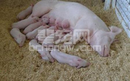 猪场常见疾病的应急处理措施