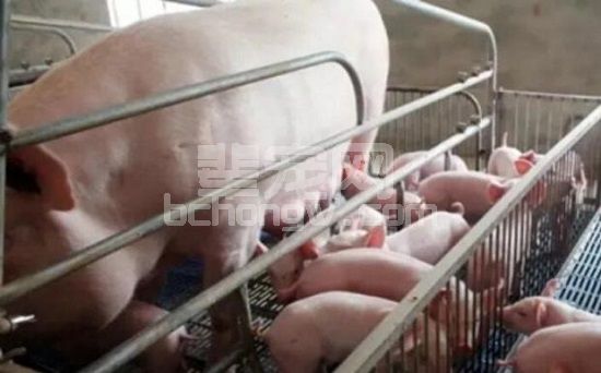 饲料氧化霉变等原因造成的黄膘肉如何防治