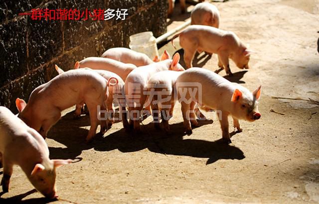 一个小妙法“浇”灭小猪的链球菌病