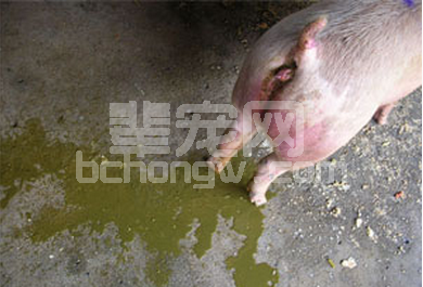 猪腹泻病病因与综合防治