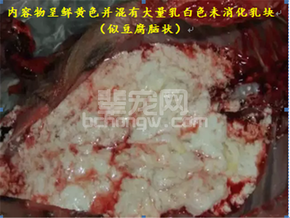 猪腹泻系列之传染性胃肠炎的症状及防治措施