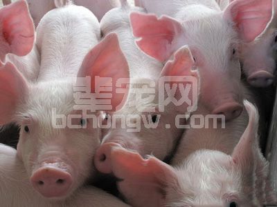 养猪过程中添加中草药，长得快生病少！
