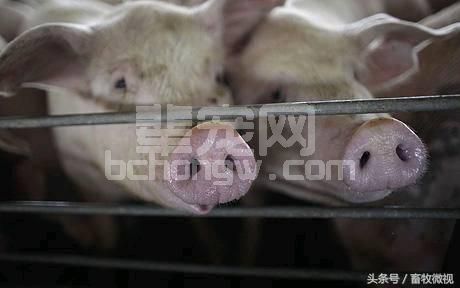 几种易引起猪高烧不退病的防治