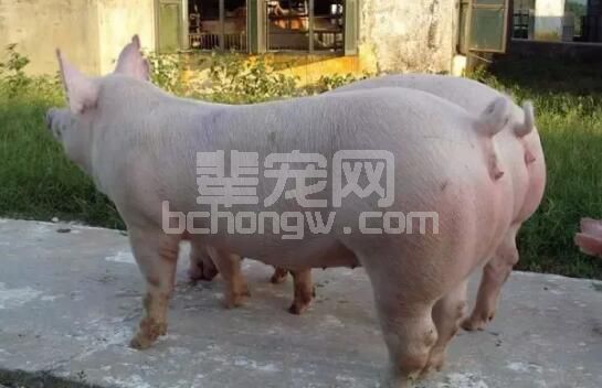 后备母猪不发情 多见于3种情况