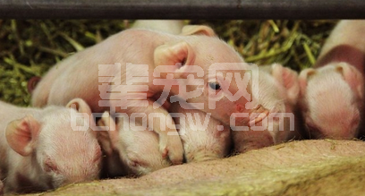 不同原因导致的猪拉稀，防治措施在这里