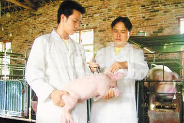猪场爆发咳喘如何有效安全用药