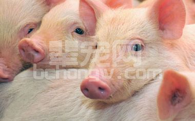 胃肠道微生物菌群对猪防病、免疫以及营养的作用！