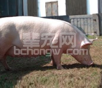 产房母猪便秘、低温问题的治疗用药方案