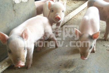 病毒性腹泻用抗生素治疗是无效的