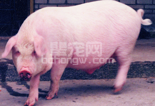 母猪推迟分娩到底与蓝耳病毒等有没有关系？怎么处理？