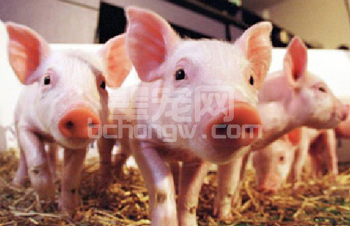 引起猪只皮肤发紫的八种疾病的诊断方法与治疗措施
